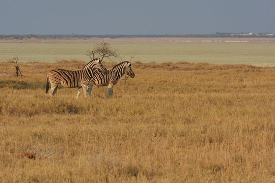 Steppenzebra (Equus Quagga) im Etosha Nationalpark
