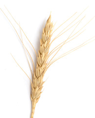 ear of wheat on a white background