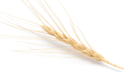 Fototapeta premium ear of wheat on a white background