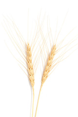 Fototapeta premium ear of wheat on a white background