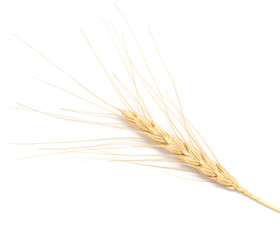 ear of wheat on a white background