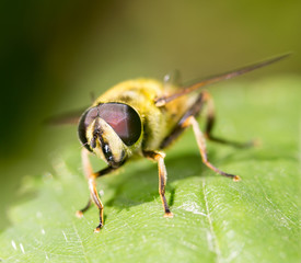 fly in nature. close-up