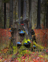 Barwy Jesiennego Lasu © Wojciech Lisiński