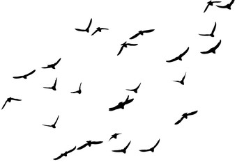 silhouette of a flock of birds on a white background