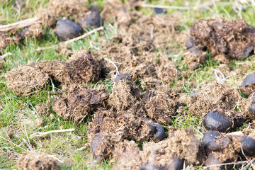 horse poo