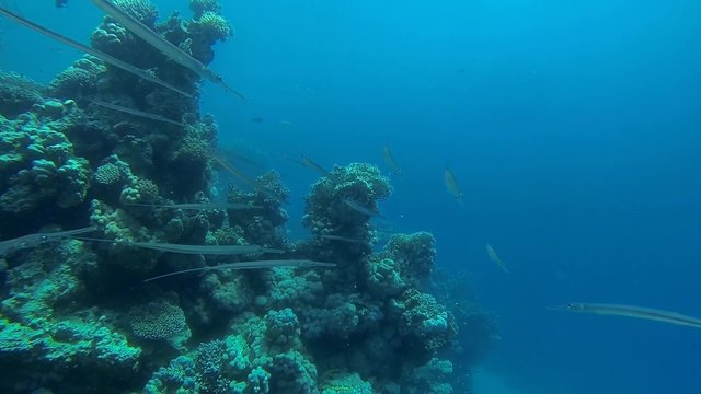 viele floetenfische im meer in aegypten
