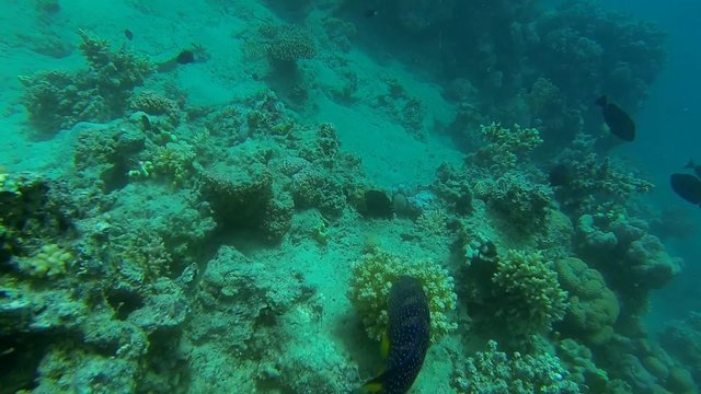pfauen zackenbarsch im blauen meer
