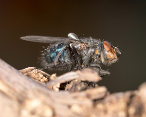 House fly close up