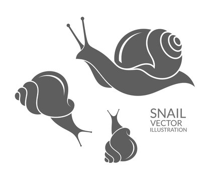 Snail 