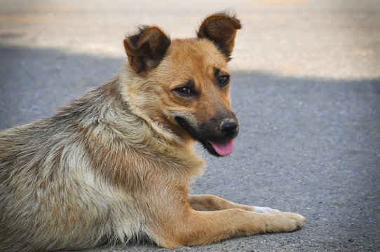 Portrait of a stray dog lying on the street