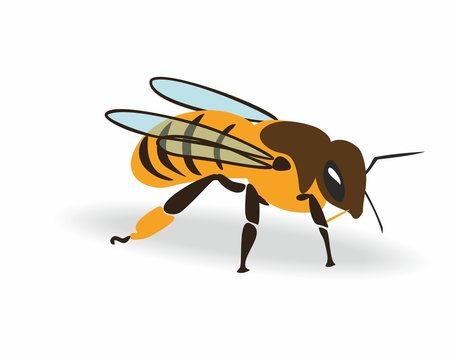 Honey bee. Colored cartoon bee. Whole Body with bees wings