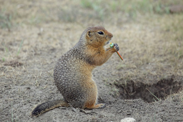 Squirrel with sweetness in his paws. Yakutia. Russia.