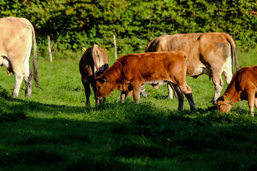 Cows on a field