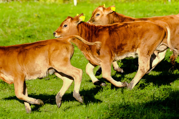 Young cows running over the field