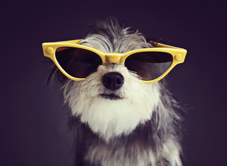 Dog in Glasses 2
