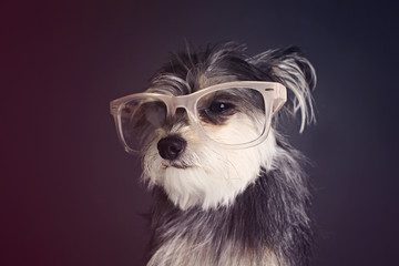 Dog in Glasses
