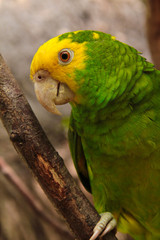 Parrot