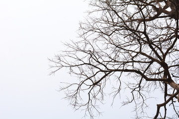 Obraz premium Branches of dead tree.