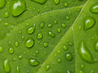 Feuchtigkeit - frische Regentropfen auf grünem Blatt
