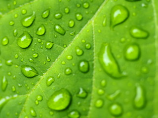 Frische Regentropfen auf grünem Blatt