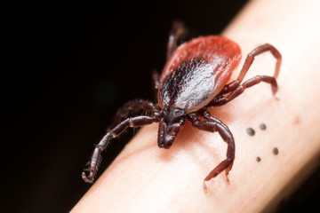 Close up Macro of Deer Tick Crawling on Straw