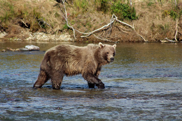 Obraz premium Grizzlybär