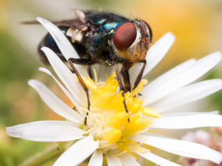 Close up Portrait of Blue Iridescent Fly with Bright Red Eyes on