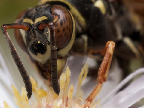 Close up Portrait of Paper Wasp with Bright Orange Eyes