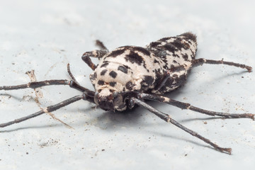 close up Portrait of Wingless Female Mottled Umber Moth Clinging