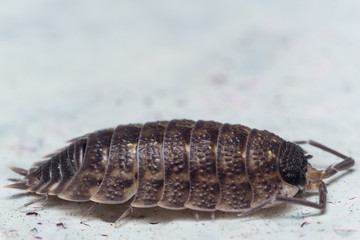 Portrait of a Rough Woodlouse