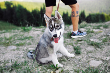 dog near owner