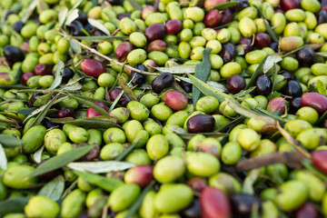 raccolta olive verdi