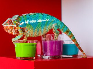 Chameleon