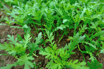 crown daisy crops grow at garden