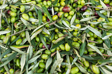 Raccolta olive verdi