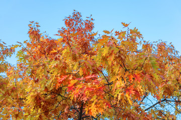 Colorful autumn oak leaves on the tree