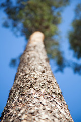 Pine on a background of blue sky.