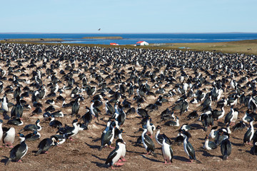 Large colony of Imperial Shag (Phalacrocorax atriceps albiventer) on Bleaker Island on the Falkland Islands