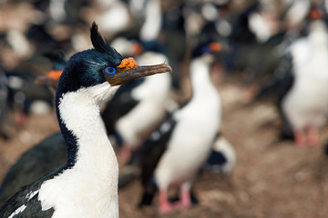 Imperial Shag (Phalacrocorax atriceps albiventer) in large colony on Bleaker Island on the Falkland Islands