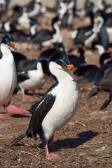 Imperial Shag (Phalacrocorax atriceps albiventer) in large colony on Bleaker Island on the Falkland Islands