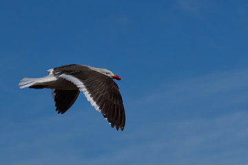 Dolphin Gull (Leucophaeus scoresbii) in flight against a blue sky on Bleaker Island in the Falkland Islands.