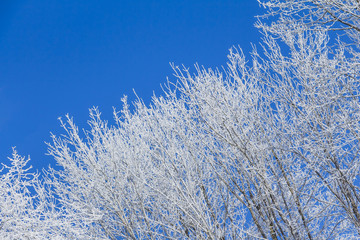 White winter wonderland with blue sky and right tree row. Wonderful cold xmas weather scene with winter forest trees and branches full of ice and snow. Copyspace. Part of cool series.