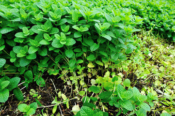 mint plant grow at vegetable garden