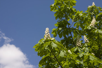 Blooming chestnut flowers against sky