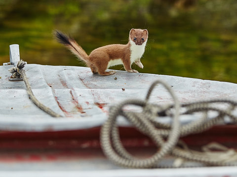 The ermine has climbed on a boat - Jack Londona's lake. The Maga
