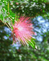 red feathered blossom