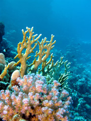 Fototapeta na wymiar coral reef with fire and hard corals in troipical sea, underwater