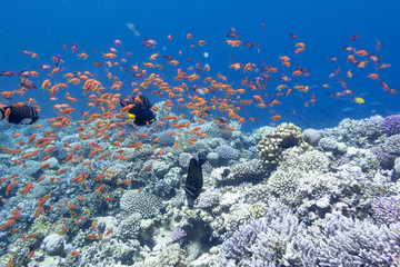 Naklejka na ściany i meble coral reef with shoal of exotic fishes anthias in tropical sea, underwater