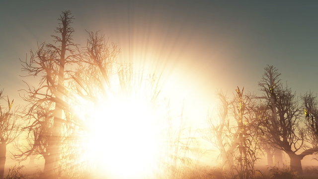 fog glowing sun and dead trees