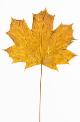 painted autumn leaf